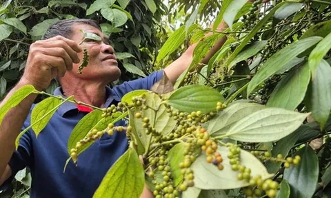 Không ít đại lý tạm ngưng thu mua tiêu và nại lý do này