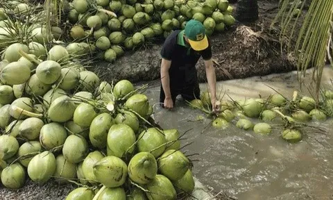 Dừa tươi rớt giá thê thảm
