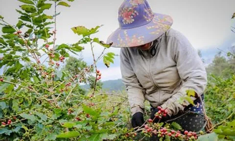 Việt Nam đang đứng trên ‘mỏ vàng’ nông sản, nhưng có quá nhiều điểm nghẽn
