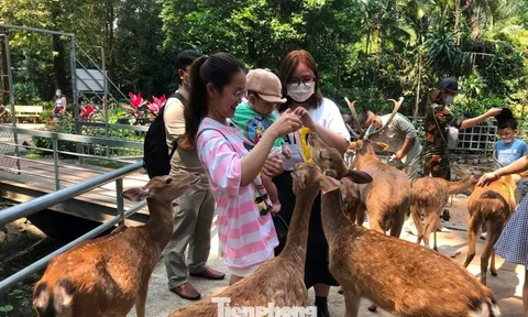 Bất ngờ doanh thu của vườn thú từng bị 'sờ gáy' vì nợ thuế