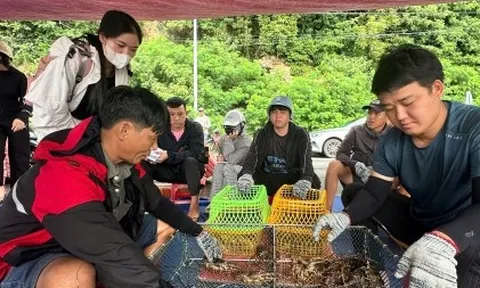 Giá tôm hùm tại Đắk Lắk giảm trước bão số 13 Kalmaegi