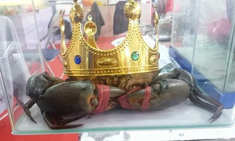 Người nuôi cua ở Cà Mau nói về việc săn lùng "vua cua" nặng trên 1,4 kg