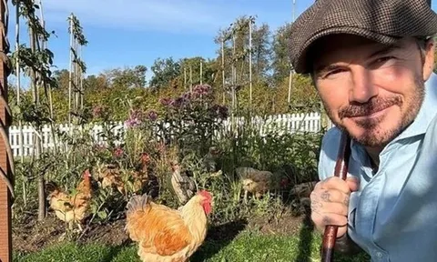 David Beckham "bỏ phố về quê", trồng rau nuôi gà, tận hưởng cuộc sống bình dị giữa điền trang triệu đô