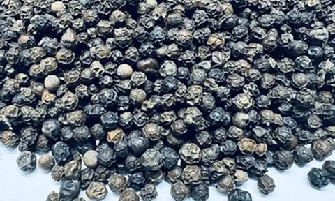 Thu về 1,4 tỷ USD, xuất khẩu ‘vàng đen’ sắp phá kỷ lục lịch sử