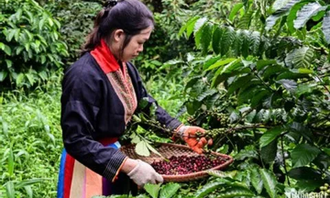 Việt Nam phủ kín bản đồ nông sản toàn cầu, xuất khẩu tới 190 quốc gia và vùng lãnh thổ