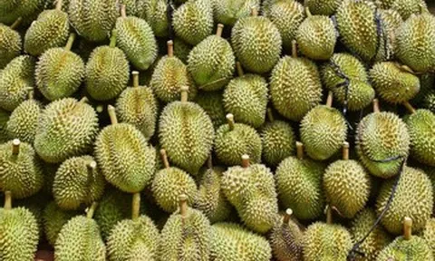 17 người bị khởi tố do sai phạm xuất khẩu sầu riêng: Nhiều lần ‘báo động khẩn’