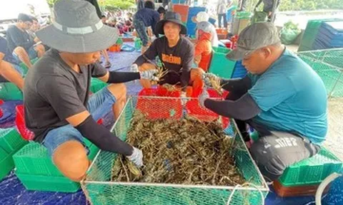 Người dân Đắk Lắk hối hả bán tháo tôm hùm chạy bão số 13