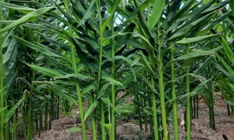 Loại củ là gia vị quý của thế giới Việt Nam trồng bạt ngàn: Thu về hơn 48 triệu USD kể từ đầu năm, nước ta là ông lớn thứ 3 thế giới