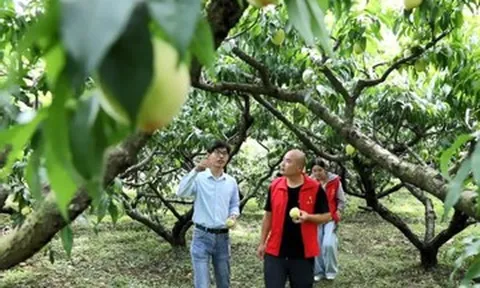 Người trẻ bỏ phố về quê trồng loại quả trong Tây Du Ký, giúp cả làng đổi đời