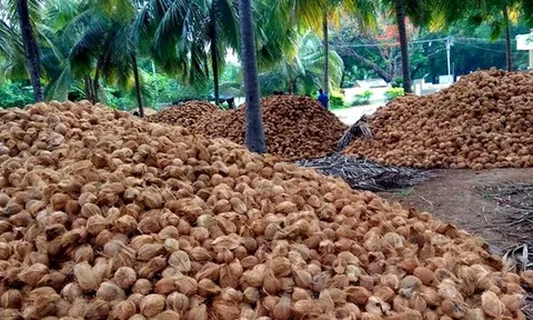 Một 'sản vật' triệu USD của Việt Nam được Mỹ, Trung Quốc ồ ạt thu mua, nước ta là nhà xuất khẩu top 5 thế giới