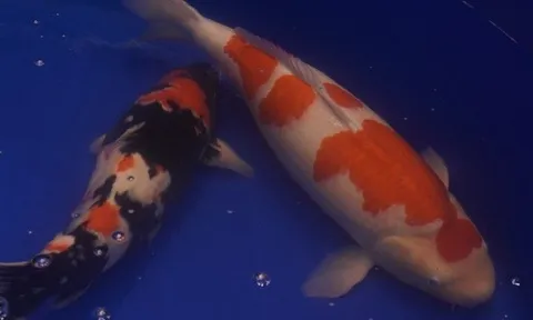 Chú cá Koi “bơi” từ Huế vào TP HCM giành ngôi vô địch