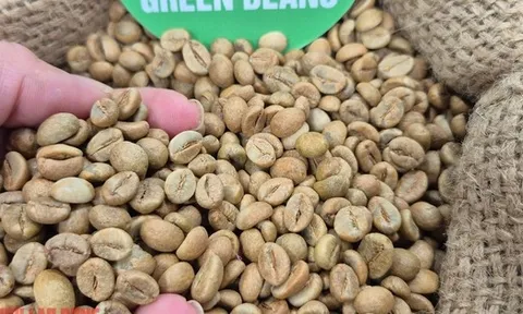 Giá cà phê hôm nay 9-11: Ai là vua xuất khẩu cà phê?