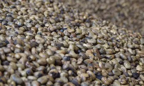 Gần 1 triệu tấn hạt điều Campuchia tràn sang Việt Nam