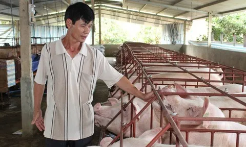 Giá heo hơi hôm nay, 10-11: Bất ngờ với giá heo hơi miền Nam