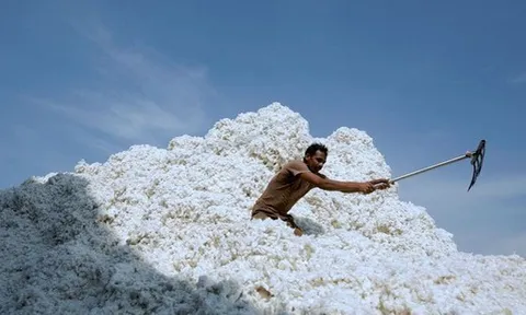 Xuất khẩu sang Trung Quốc trượt dốc, Mỹ tăng mạnh đưa một mặt hàng vào Việt Nam, giá cực rẻ