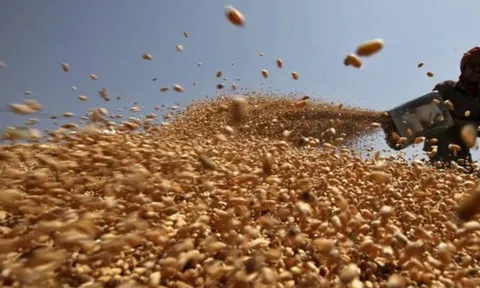 Không phải gạo hay ngô, Ukraine vừa đưa hàng trăm nghìn tấn nông sản quan trọng về Việt Nam chỉ trong 1 tháng: Nước ta tiêu thụ đứng top thế giới, thuế nhập khẩu 0%