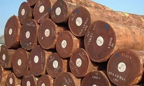 Cứu tinh từ Campuchia đổ bộ giúp Việt Nam cạnh tranh với Thái Lan ngôi vương của thế giới: Thuế nhập khẩu ưu đãi 0%, thế giới đang ngày càng khan hiếm