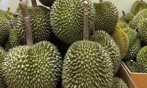 Sầu riêng Việt Nam xuất khẩu kỷ lục, nhập khẩu vẫn tăng gấp 16 lần