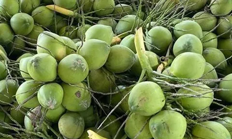 Giá dừa lao dốc, 50 nghìn mua được 12 quả