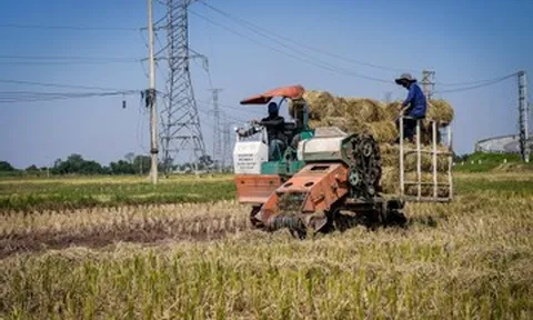 Từ rơm rạ thành ‘vàng’: Nông dân Ninh Bình kiếm trăm triệu mỗi mùa gặt