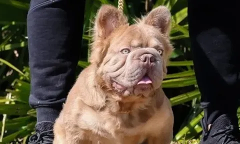 Chú Bulldog đắt nhất thế giới có giá 3 tỷ đồng sở hữu những nét đẹp hiếm có