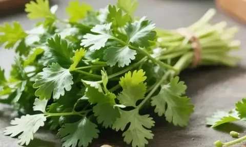 Người ăn rau mùi thường xuyên, trong thời gian ngắn, cơ thể có thể xuất hiện 5 thay đổi