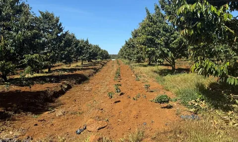 Xuất khẩu sầu riêng Việt từng sụt 69,4% vì rào cản Cadimi, Bầu Đức lộ 'át chủ bài': 1.600 ha ở Lào và kho lạnh 20.000 m² làm sầu riêng cấp đông chờ bán trái vụ giá cao hơn 50%