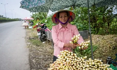 Đặc sản chỉ có một tháng ở Ninh Bình, cho thu nhập gấp 3-4 lần trồng lúa