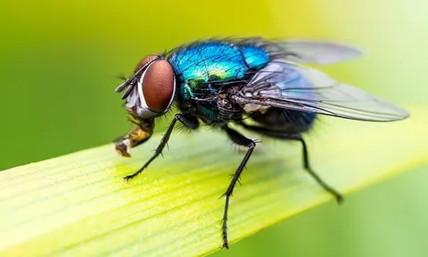 7 loại cây là "khắc tinh" của ruồi: Biết trồng thì vô vàn lợi ích!