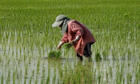 Cuộc khủng hoảng mới của gạo Thái Lan: Giá xuất khẩu thấp nhất 15 năm, chuyên gia cảnh báo đang tụt hậu so với Việt Nam điều quan trọng này