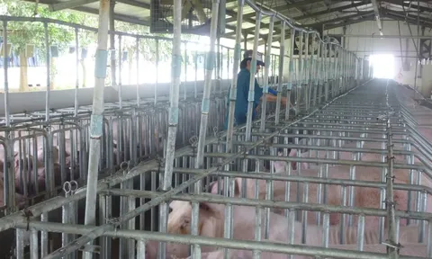 Giá heo hơi hôm nay, 18-11: Tăng mạnh ở nhiều nơi