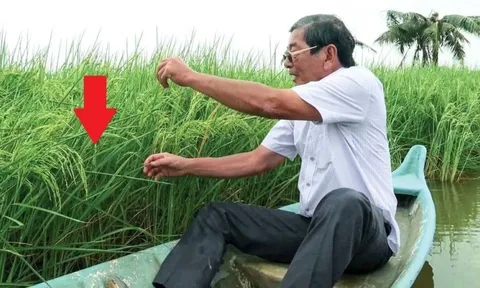 Có 1 thứ kỳ lạ xuất hiện ở nơi tạo ra sản vật Việt Nam ngon nhất TG: "Đây là sự kỳ diệu của thiên nhiên"