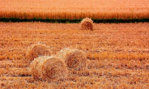 Việt Nam cùng khai thác "mỏ vàng" sản lượng gần 100 triệu tấn mỗi năm