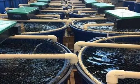 Vượt Mỹ, TQ chi hơn 1 tỷ USD mua sản vật dưới nước của VN: Nước ta có công nghệ chế biến dẫn đầu thế giới