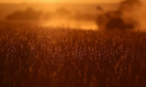 2 tháng liền Trung Quốc không mua dù chỉ 1 hạt mặt hàng then chốt của Mỹ, nông dân trông chờ gì vào tương lai?