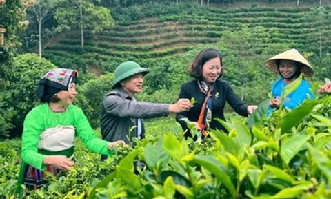 Từ đồi cằn đến ‘thủ phủ chè’ xứ Thanh, người dân thu hàng trăm triệu mỗi năm