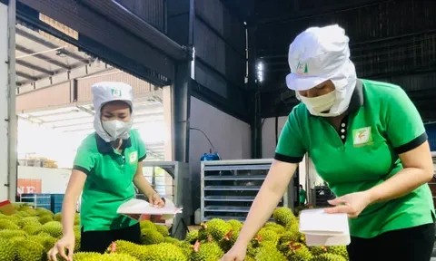 Rau quả Việt xuất khẩu gây bất ngờ