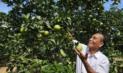 Từng trắng tay vì 'vàng trắng', lão nông thu hơn 2 tỷ mỗi năm từ trồng cam