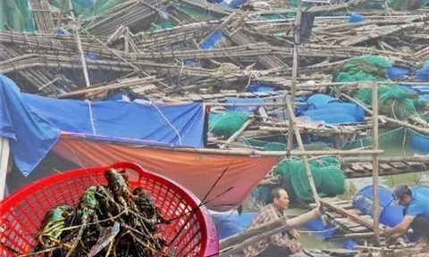 Bán tôm hùm 150.000 đồng/kg sau lũ dữ, người dân Đắk Lắk trắng tay