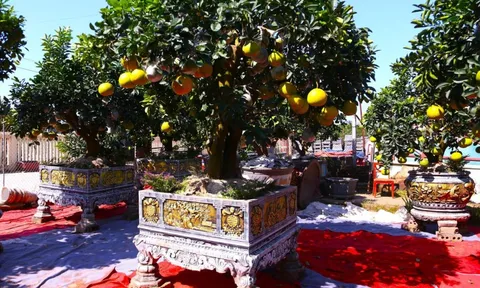 Bưởi Diễn hàng chục triệu đồng sẵn sàng chờ khách 'rước' về chơi Tết