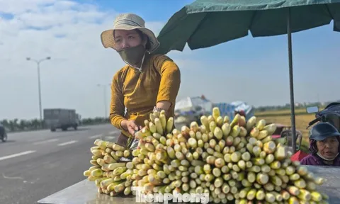 Loại củ được ví như 'lộc trời' cho mỗi năm chỉ một lần có gì đặc biệt?