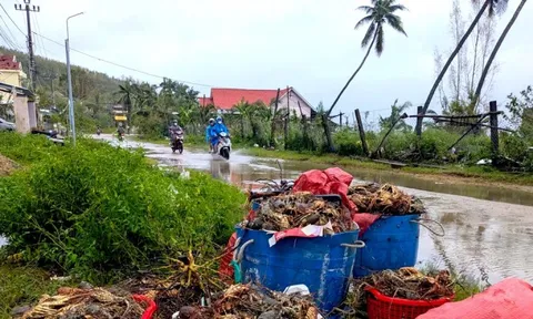 Tôm hùm chết sạch, chất đống bốc mùi hôi thối sau lũ