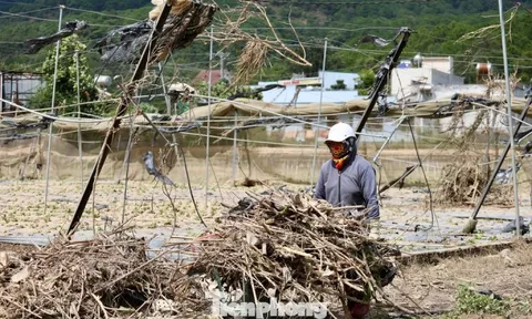 Tan hoang thủ phủ rau Lâm Đồng