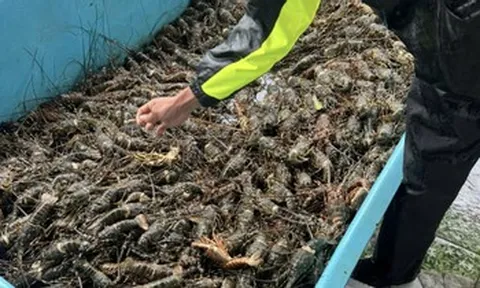 Hơn 20 triệu con tôm hùm chết sau lũ, người nuôi trắng tay trước Tết