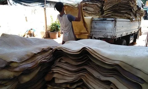 Hàng chục nghìn tấn 'vàng trắng' của Việt Nam được Indonesia tích cực săn lùng: diện tích trồng hơn 900.000 ha, nước ta là ông trùm top 5 thế giới