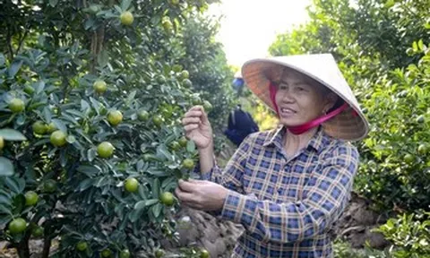 'Thủ phủ quất cảnh' ở Thanh Hóa mất mùa, thương lái đua đặt sớm dù quả còn xanh