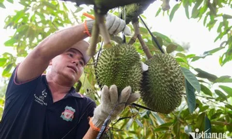 Thu về 3,34 tỷ USD, ‘vua trái cây’ Việt Nam lại lập kỷ lục lịch sử mới