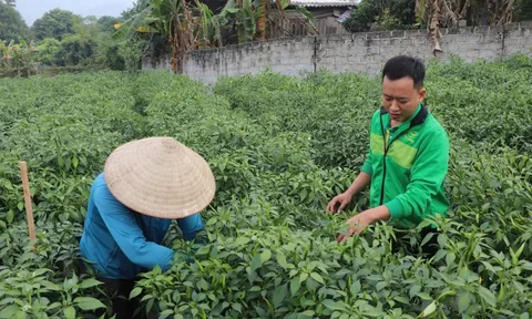 Loại quả tăng giá kỷ lục, nông dân Tuyên Quang thu gần tỷ đồng/vụ