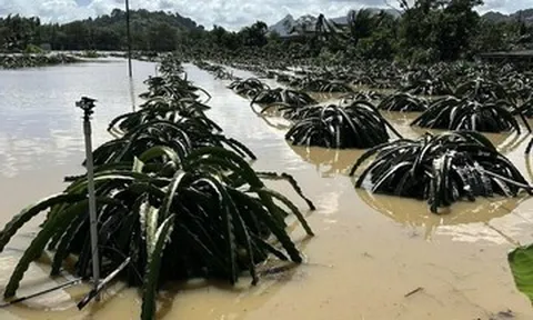 Hàng tấn nho, thanh long ở Lâm Đồng chìm trong lũ: Bà con lo tiền đâu ăn Tết