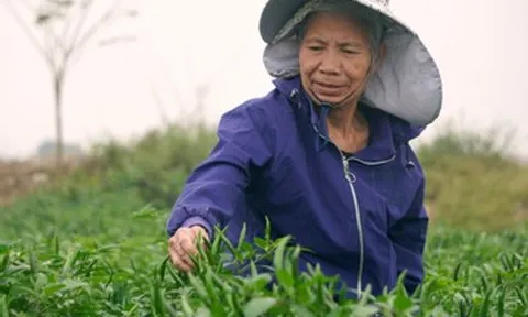 Ớt được mùa, được giá, nông dân Thanh Hóa dựng chòi canh suốt đêm